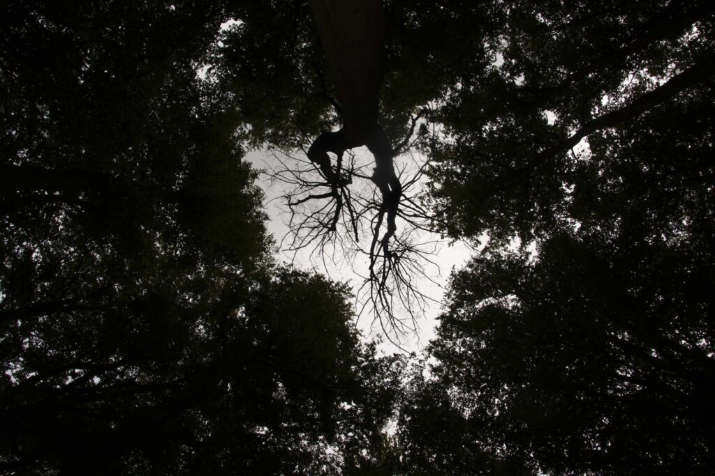 Fotografie door Tamara De Prest - zwart-wit beeld van boomtoppen vanop de grond gefotografeerd