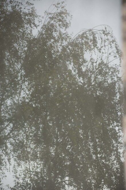 een reflectie van een boom met afhangende takken die genomen is in een glaspartij - fotografie door Tamara De Prest