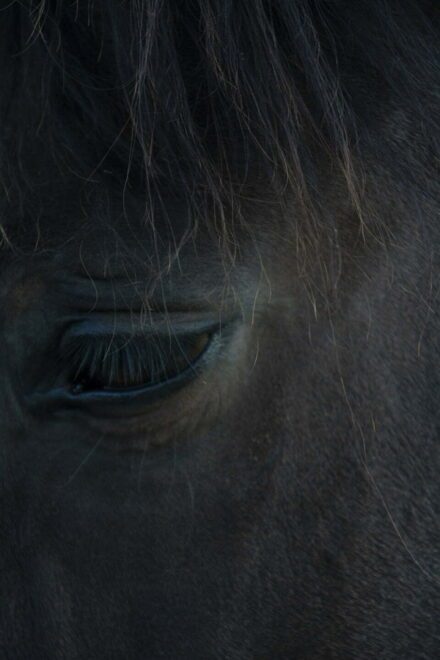 Detailfoto van een oog van een zwart paard. Het beeld straalt tristesse en melancholie uit. - fotografie door Tamara De Prest