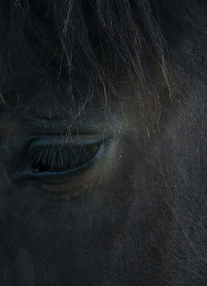 Detailfoto van een oog van een zwart paard. Het beeld straalt tristesse en melancholie uit. - fotografie door Tamara De Prest