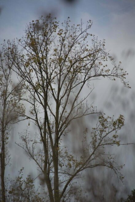 Foto van een boom op een zachtblauwe achtergrond en schimmen van planten die op de voorgrond stonden tijdens het fotograferen - natuurfotografie door Tamara De Prest
