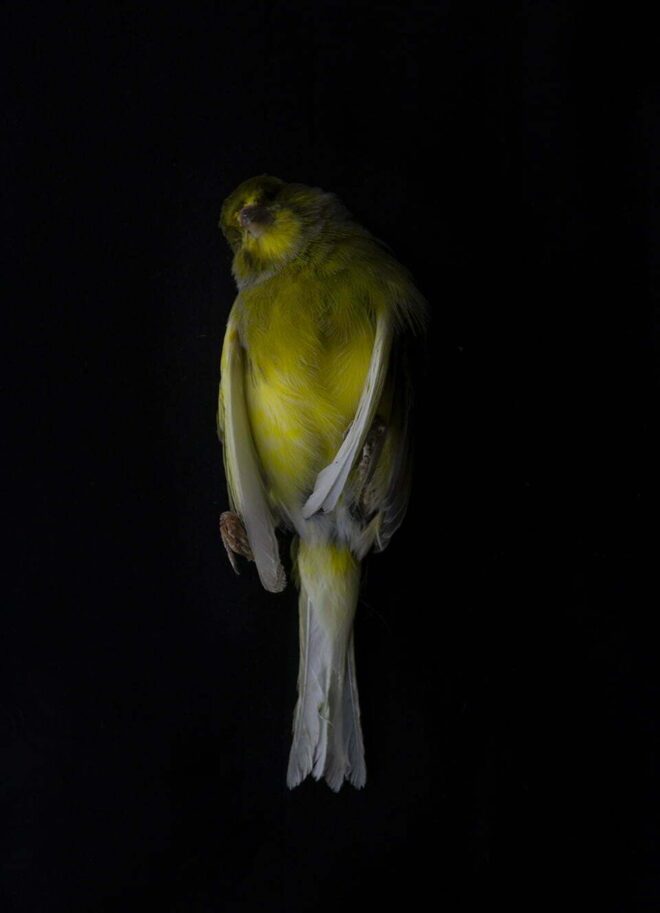 Foto van een geel vogeltje op een zwarte achtergrond - nature morte fotografie door Tamara De Prest
