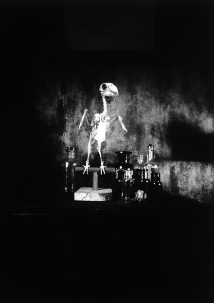 Stilleven in zwart-wit waarop een skelet van een papagaai, apotheekflesjes en een klein popje zijn te zien op een overwegend donkere ondergrond - camera obscura door Tamara De Prest