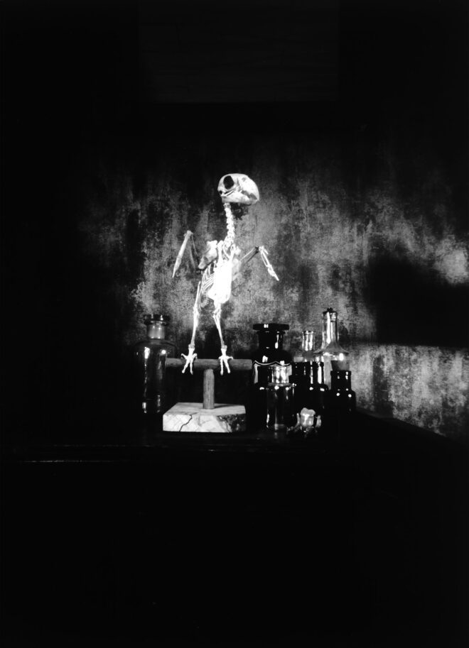 Stilleven in zwart-wit waarop een skelet van een papagaai, apotheekflesjes en een klein popje zijn te zien op een overwegend donkere ondergrond - camera obscura door Tamara De Prest
