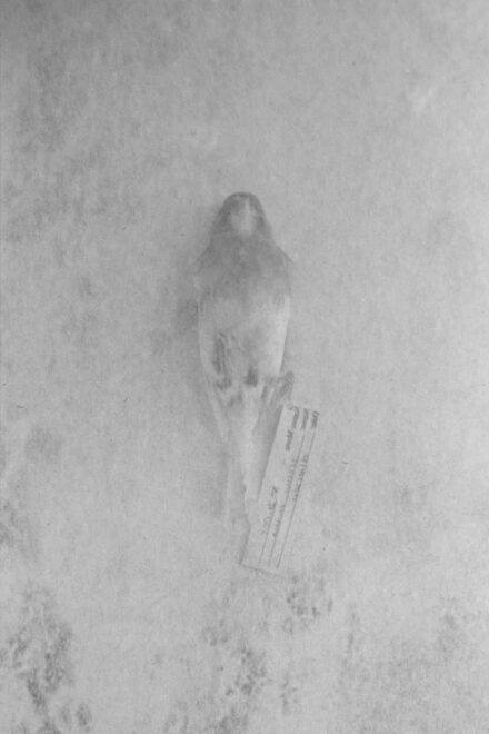 Digitale collage waarop een gelabeld dood vogeltje is te zien in zwart-wit - digitale fotocollage door Tamara De Prest
