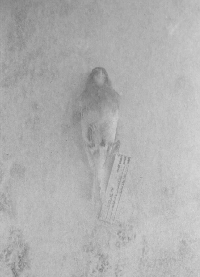 Digitale collage waarop een gelabeld dood vogeltje is te zien in zwart-wit - digitale fotocollage door Tamara De Prest