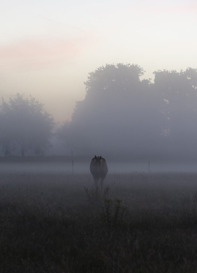 Foto van een paard in de mist in zachte lila tinten - natuurfotografie door Tamara De Prest